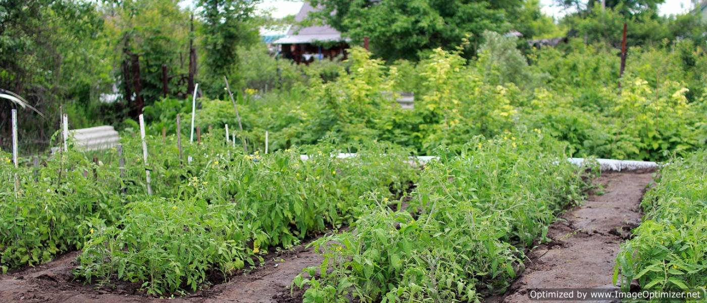 Анализ импорта и экспорта живых деревьев и других растений