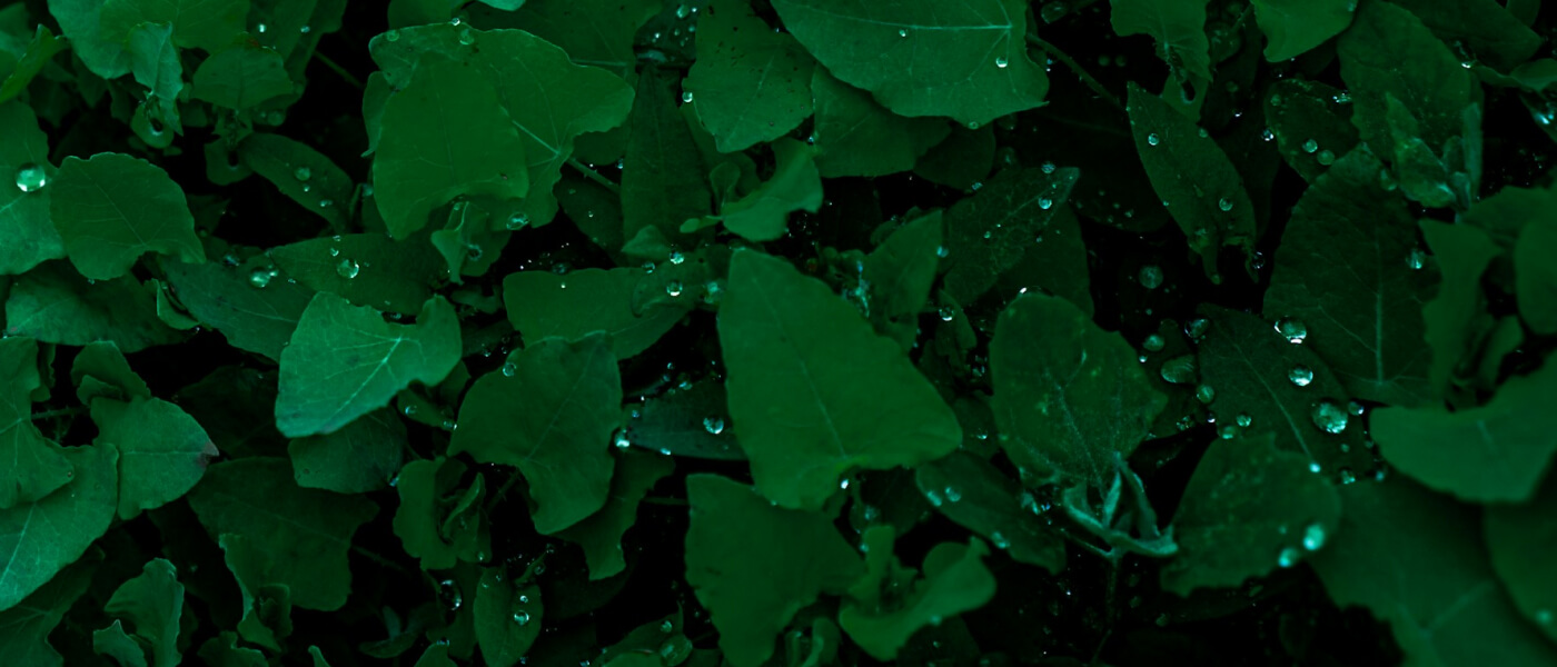 Завершена подготовка Базы данных результатов оценки жизненного цикла для биоматериалов